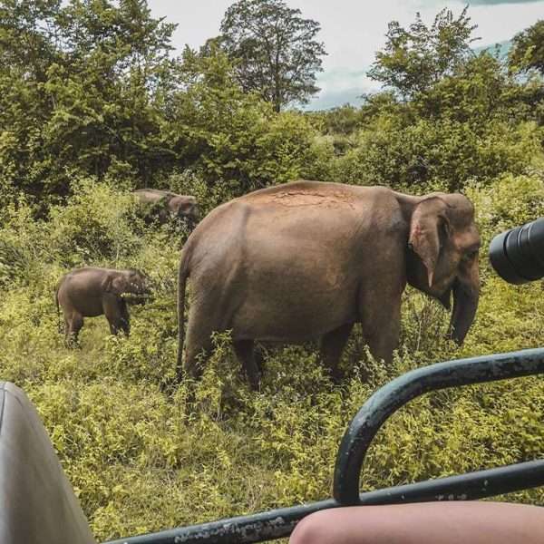 Udawalawe National Park Jeep Safari - Image 6